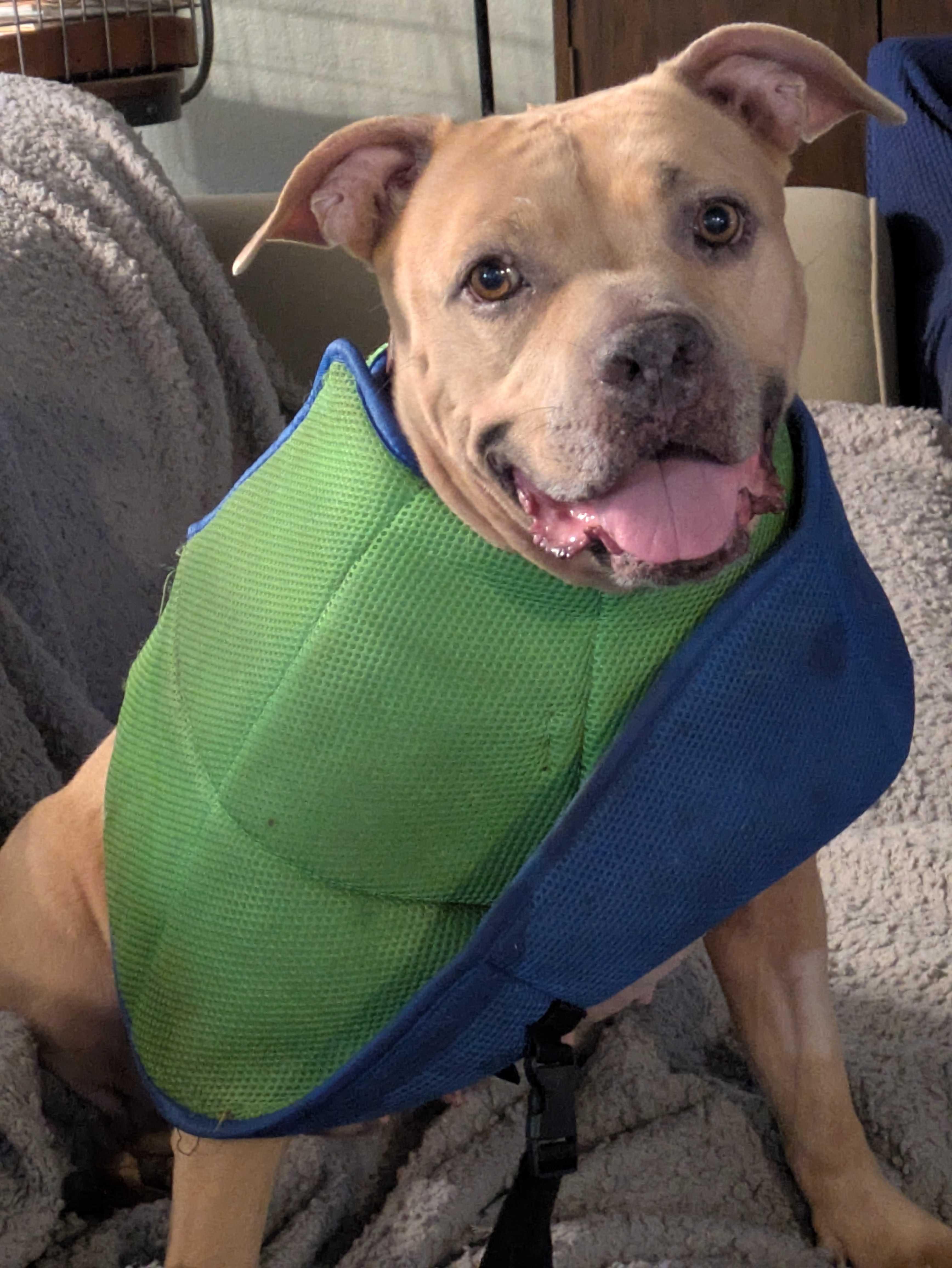 Enlarge Sasha, a Adoptable mixed breed in Tracy, CA image 6/6