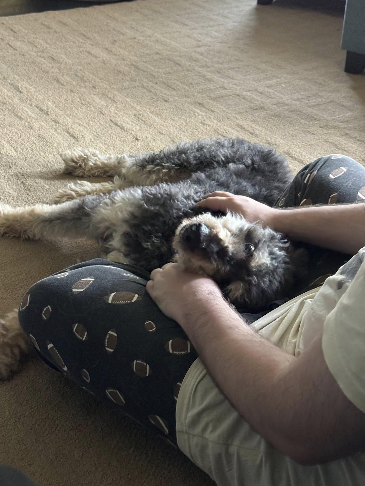 Calder, an adoptable Aussiedoodle in Landenberg, PA, 19350 | Photo Image 2