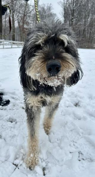Calder, an adoptable Aussiedoodle in Landenberg, PA, 19350 | Photo Image 5