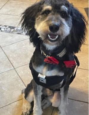 Calder, an adoptable Aussiedoodle in Landenberg, PA, 19350 | Photo Image 4