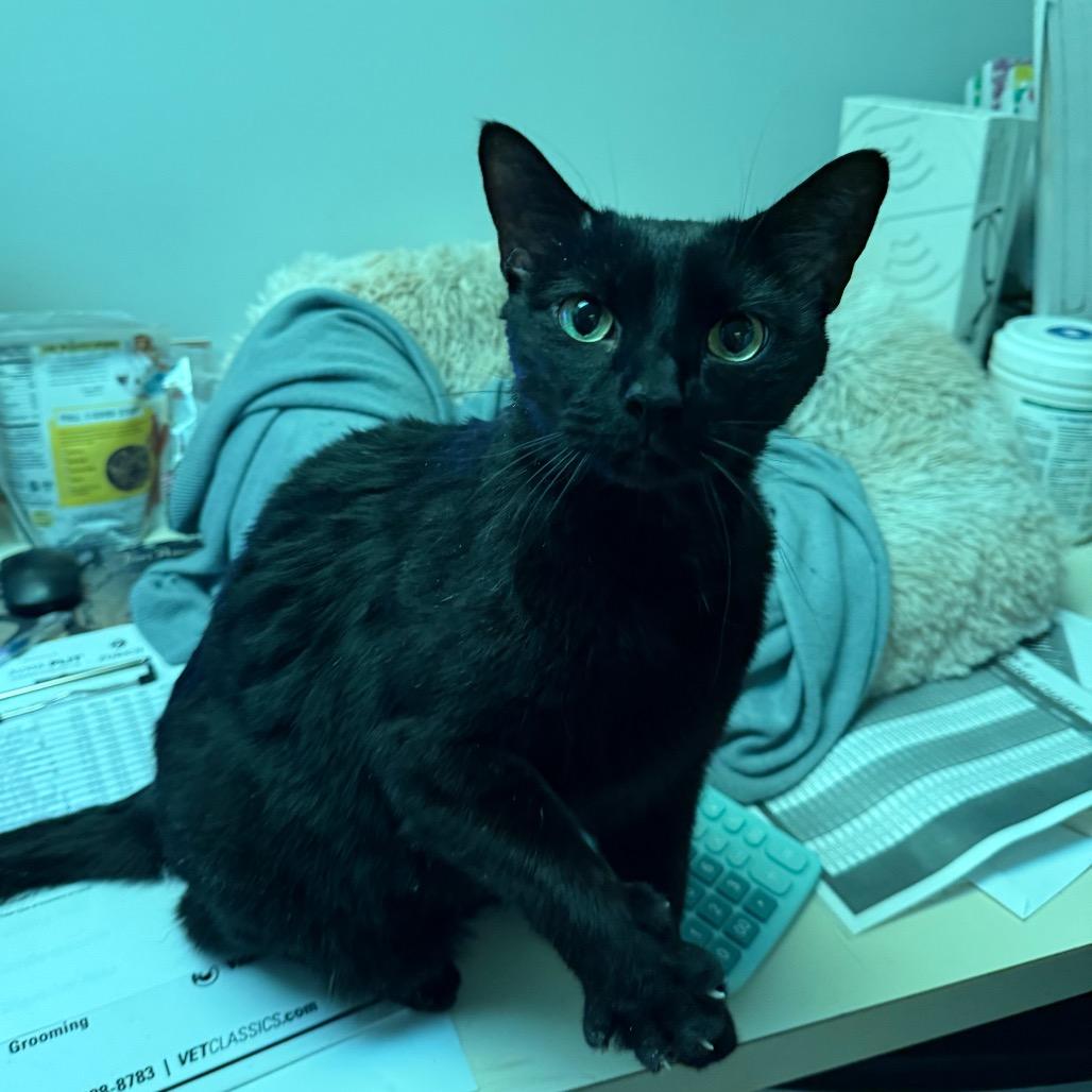 Ford, Adoptable, Adult Male Domestic Short Hair.