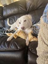 Enlarge Grace, a ADOPTABLE Mixed Breed in Lansing, MI image 5/6