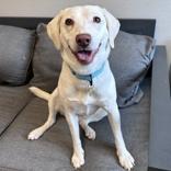 Enlarge Grace, a ADOPTABLE Mixed Breed in Lansing, MI image 4/6