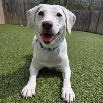 Enlarge Grace, a ADOPTABLE Mixed Breed in Lansing, MI image 1/3