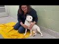 Enlarge Grace, a ADOPTABLE Mixed Breed in Lansing, MI image 6/6