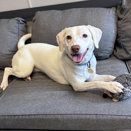 Enlarge Grace, a ADOPTABLE Mixed Breed in Lansing, MI image 2/3