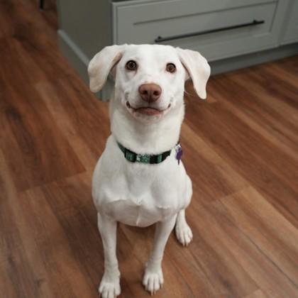 Enlarge Grace, a ADOPTABLE Mixed Breed in Lansing, MI image 3/3