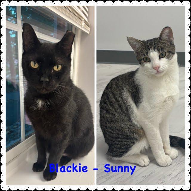 Blackie, a Adoptable Domestic Short Hair in Princeton, NJ image 2/3