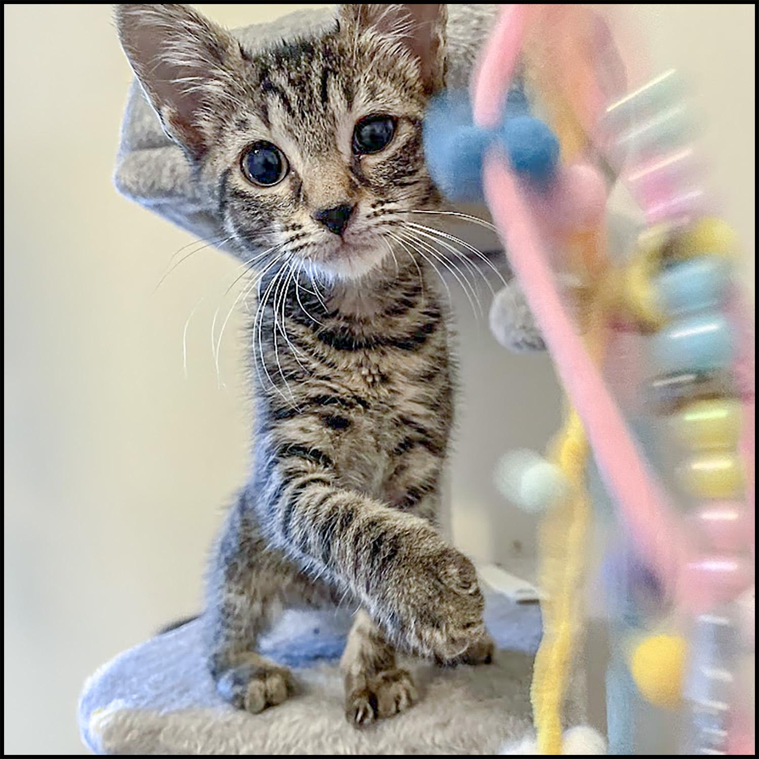 Tinky, Young Female unknown