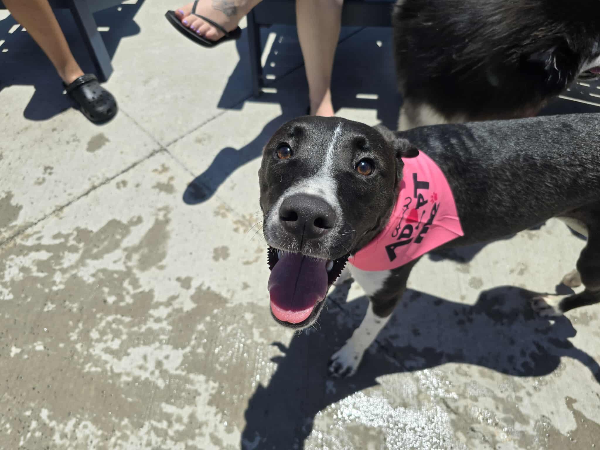 Rosalind, a Adoptable Pit Bull Terrier in Newcastle, OK image 1/6