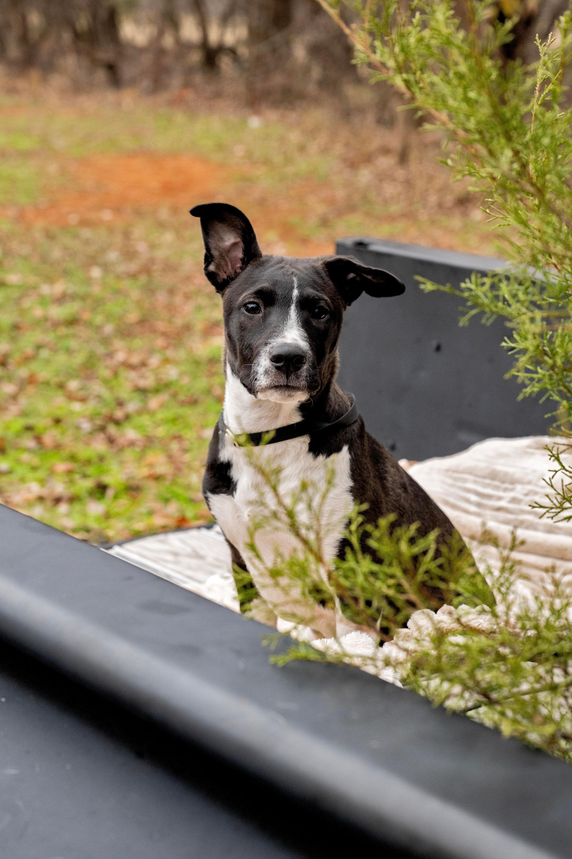 Rosalind, a Adoptable Pit Bull Terrier in Newcastle, OK image 2/6