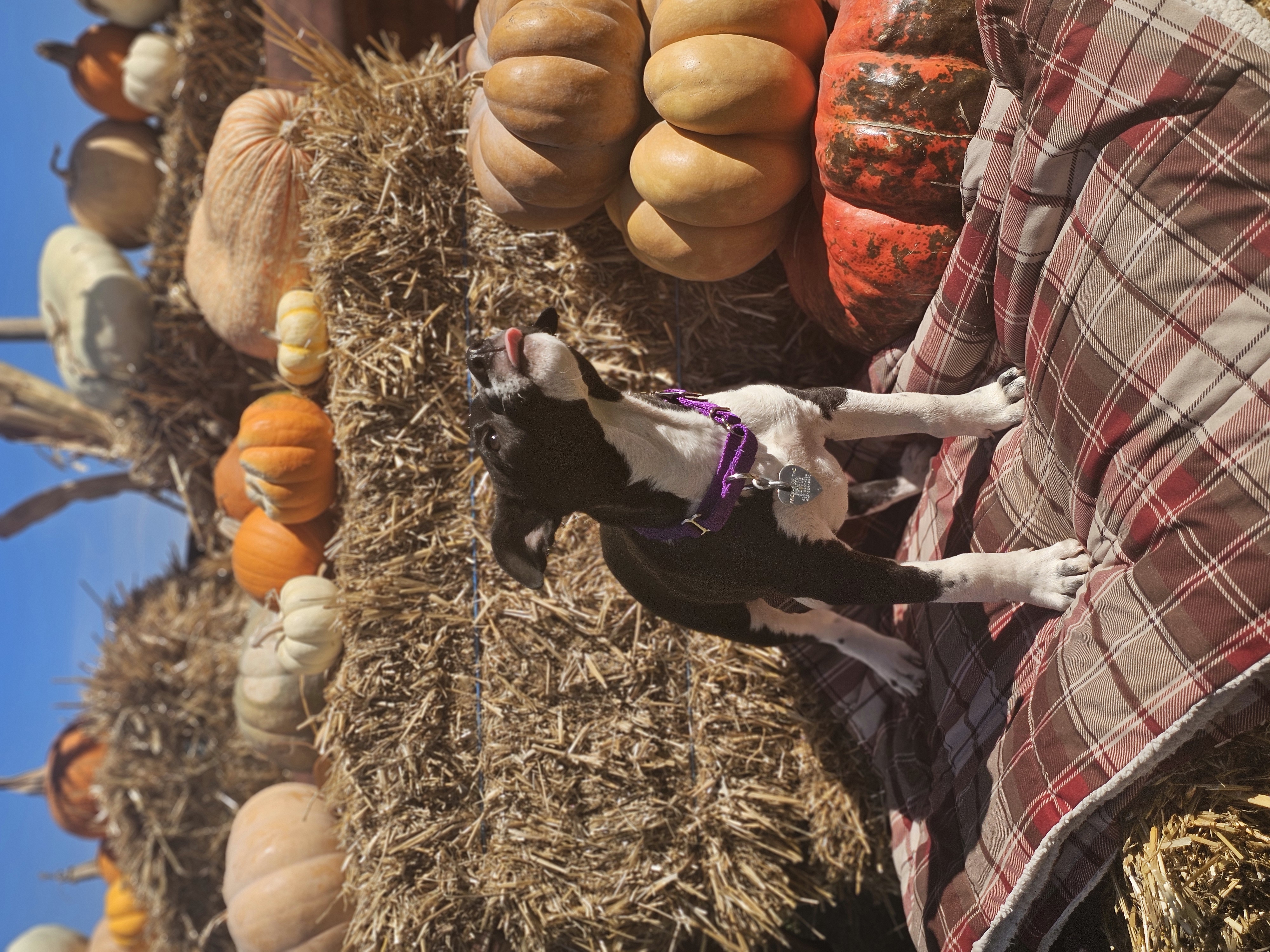 Rosalind, a Adoptable Pit Bull Terrier in Newcastle, OK image 5/6