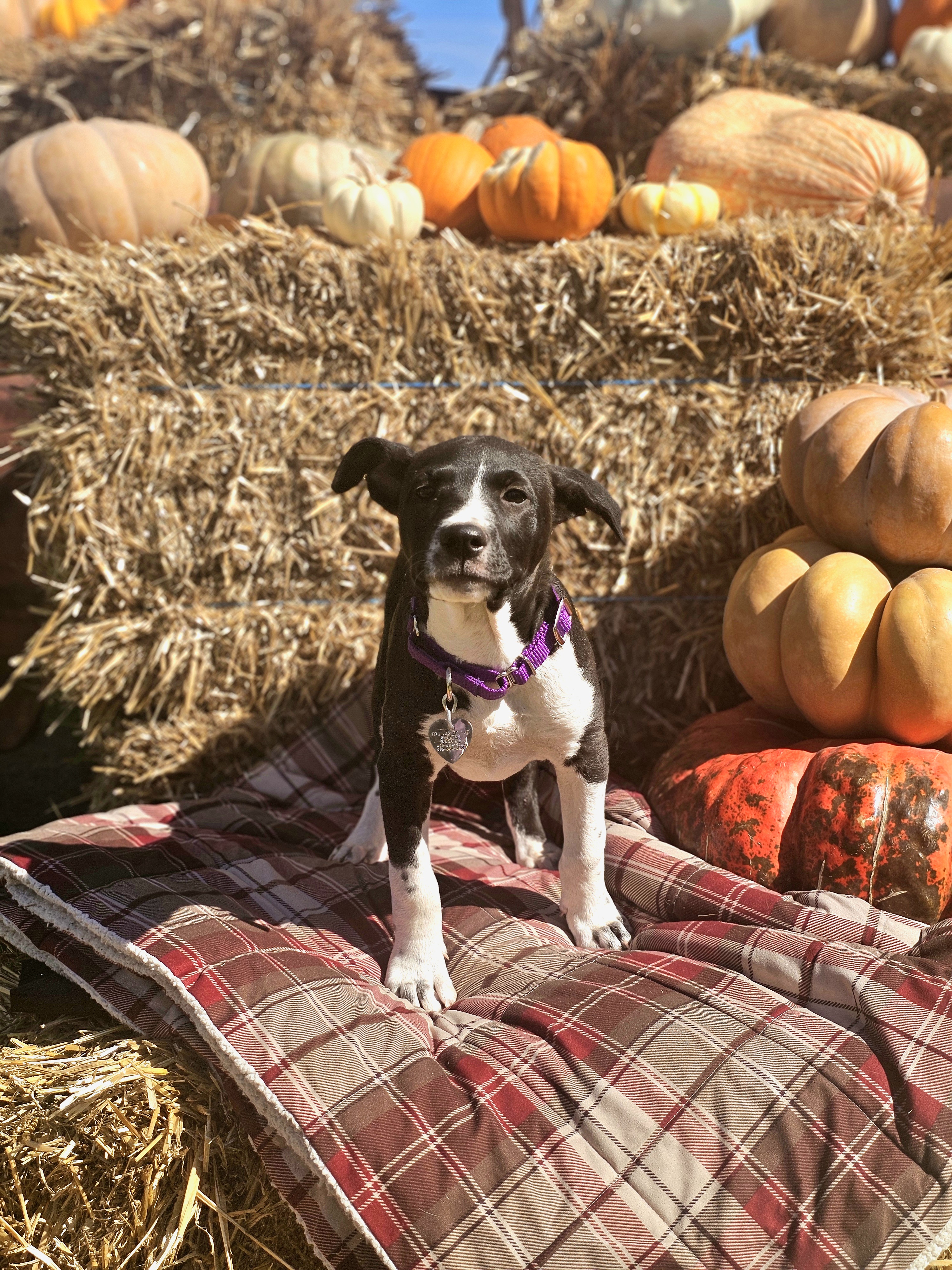 Rosalind, a Adoptable Pit Bull Terrier in Newcastle, OK image 6/6