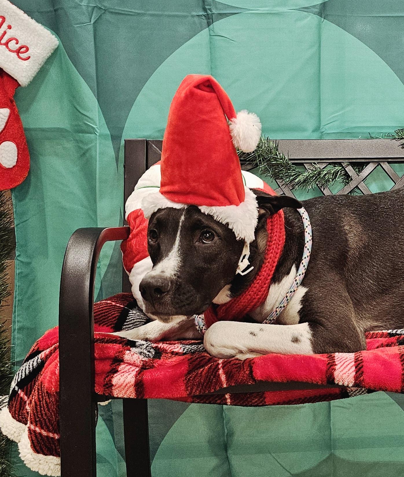 Rosalind, a Adoptable mixed breed in Newcastle, OK image 2/5