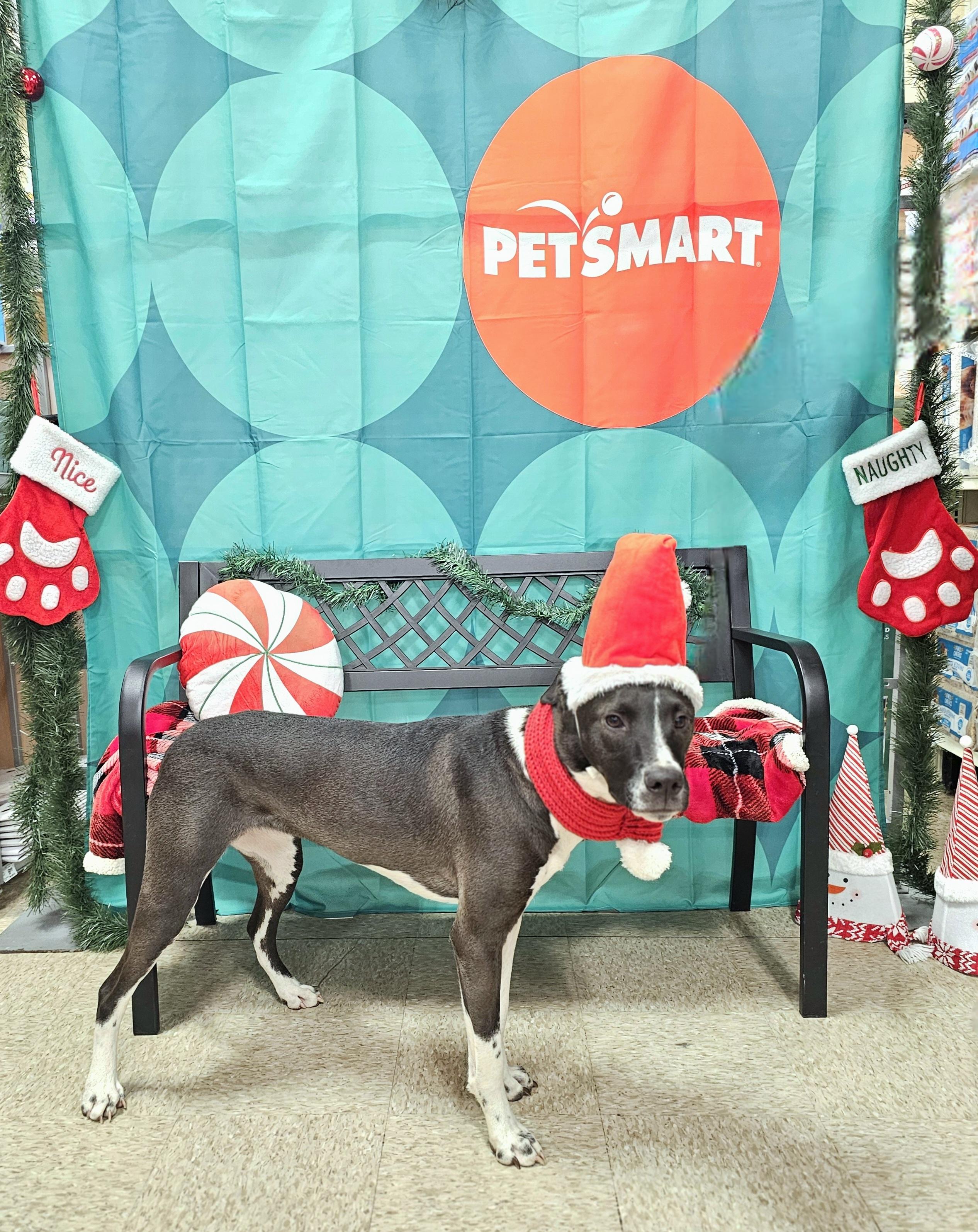 Rosalind, a Adoptable mixed breed in Newcastle, OK image 3/5