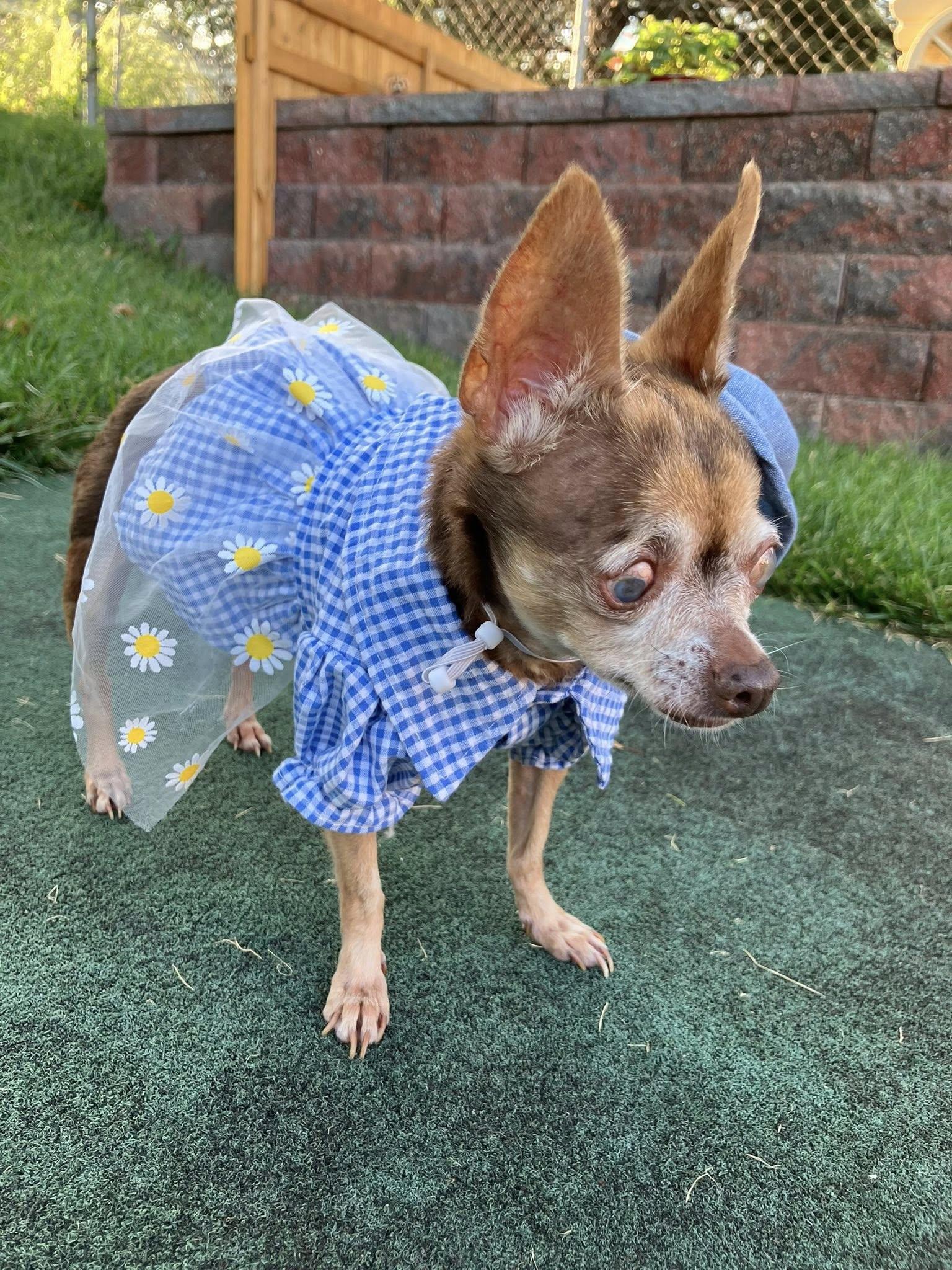 Luna, Adoptable, Senior Female Chihuahua.