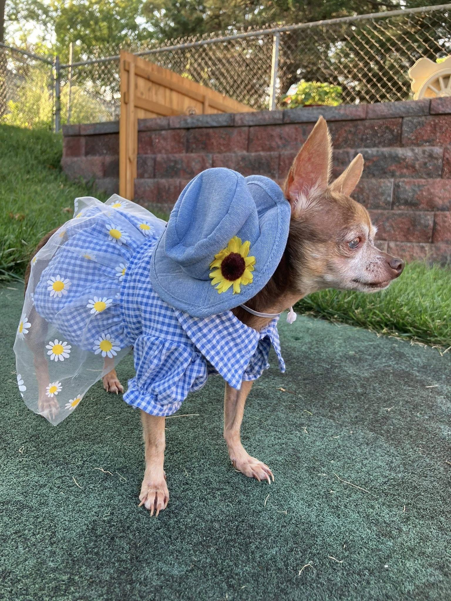 Luna, a Adoptable Chihuahua in Blue Springs, MO image 2/2