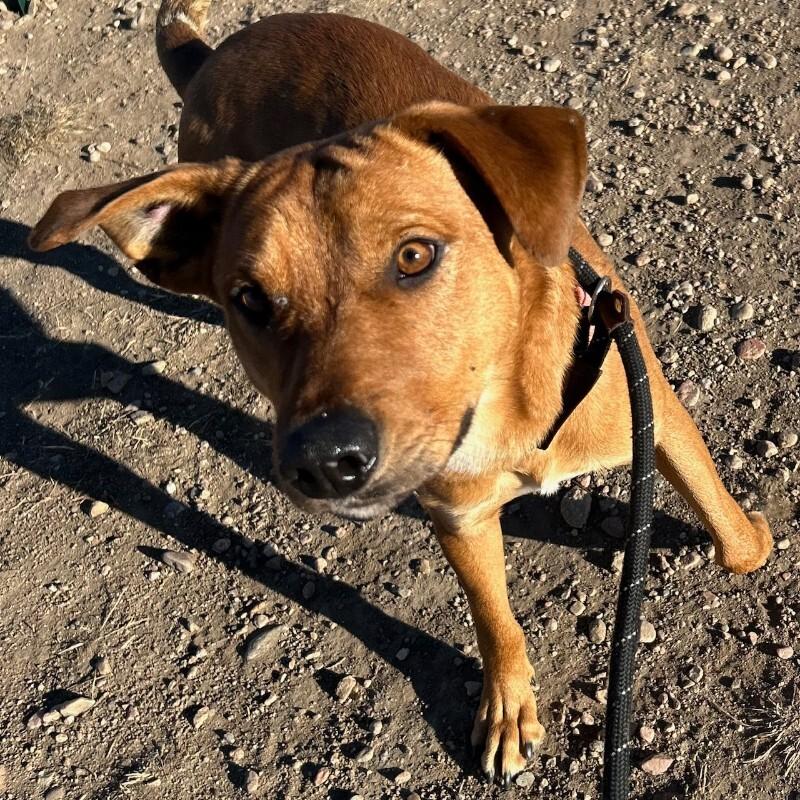 Jasper, a Adoptable mixed breed in Westminster, CO image 3/6