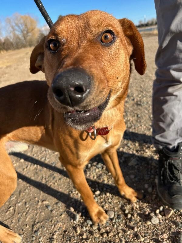 Jasper, a Adoptable mixed breed in Westminster, CO image 4/6