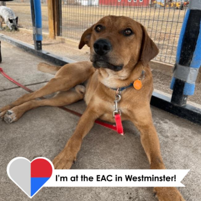 Jasper, a Adoptable mixed breed in Westminster, CO image 1/6