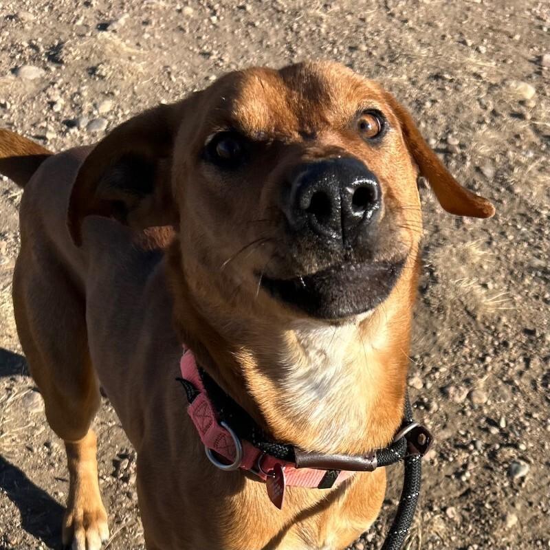 Jasper, a Adoptable mixed breed in Westminster, CO image 5/6