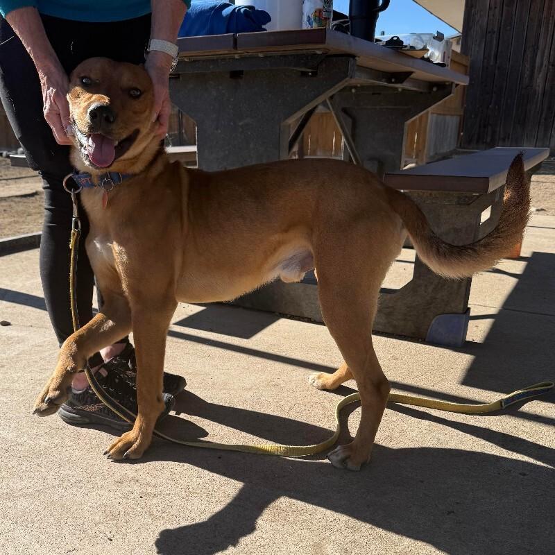Jasper, a Adoptable mixed breed in Westminster, CO image 6/6