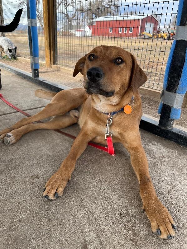 Jasper, a Adoptable mixed breed in Westminster, CO image 2/6