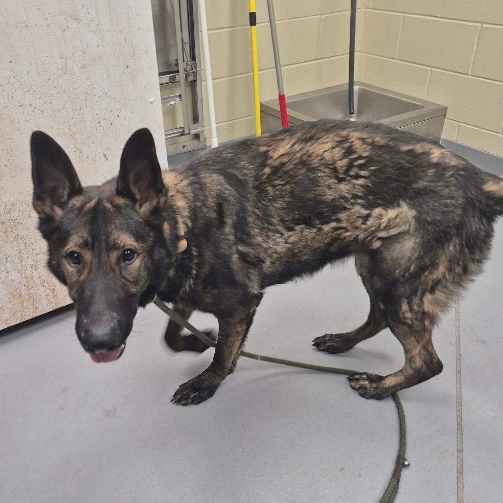 Garrett 3885, Adoptable, Adult Male Mixed Breed.