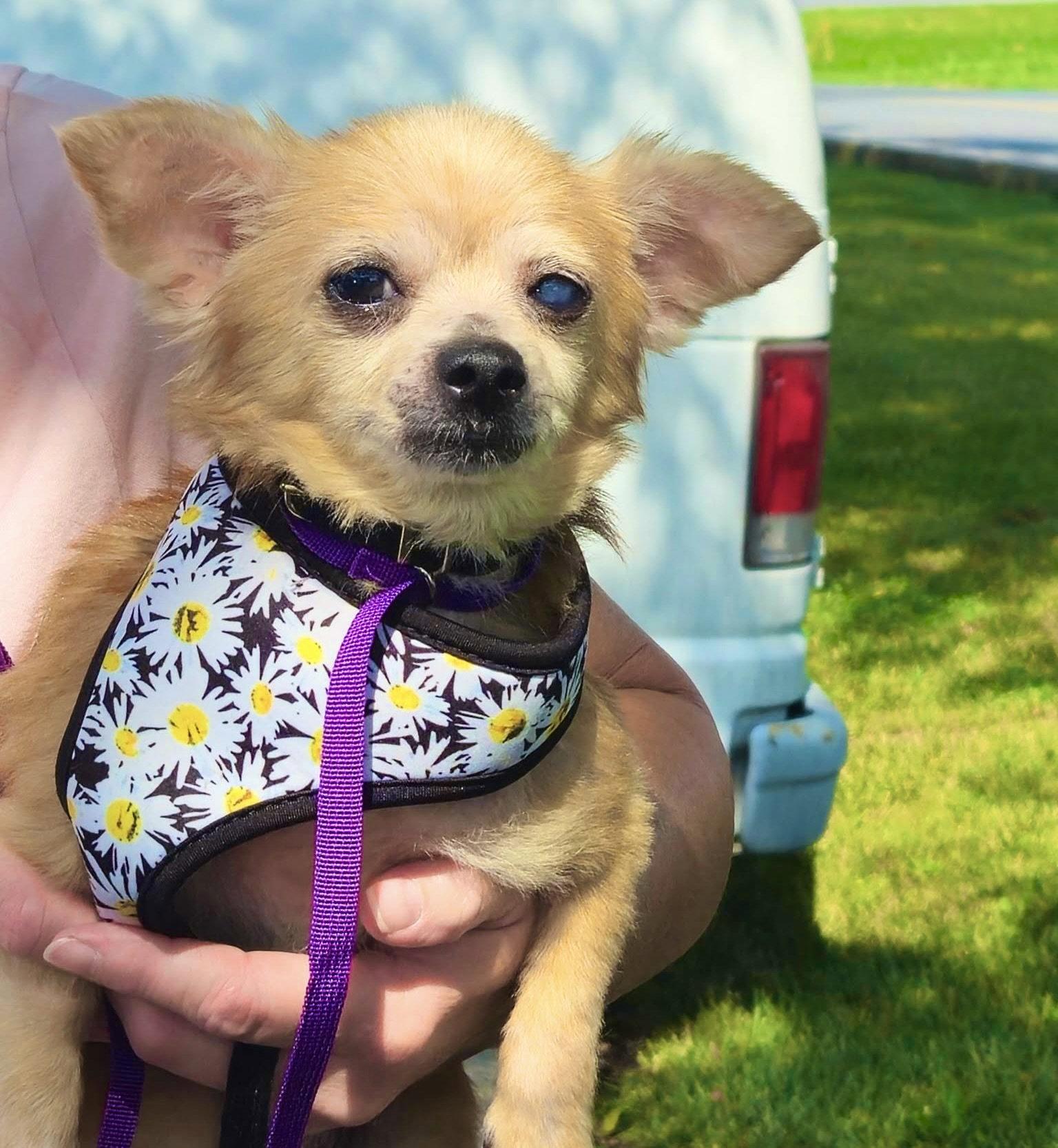 Enlarge Annie, a Adopted mixed breed in Blackwood, NJ image 2/3