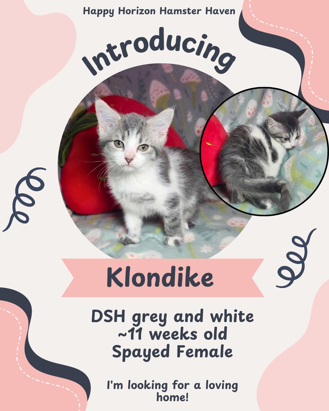 Klondike , adopted, Kitten Female Domestic Medium Hair.
