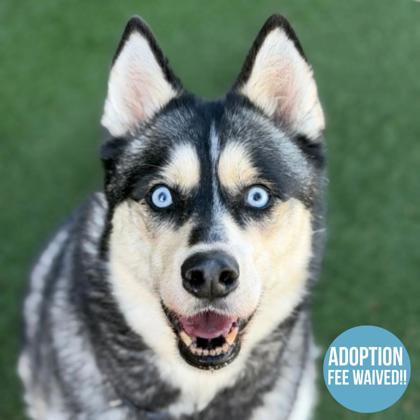 Enlarge Yue, a ADOPTABLE mixed breed in Sacramento, CA image 1/5