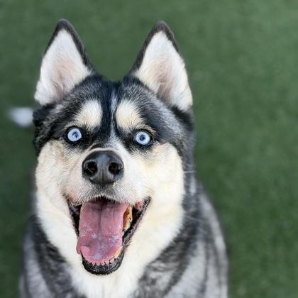 Enlarge Yue, a ADOPTABLE mixed breed in Sacramento, CA image 3/4