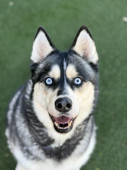 Yue, ADOPTABLE, Adult Female Siberian Husky.