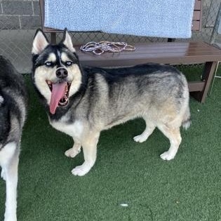 Enlarge Yue, a ADOPTABLE mixed breed in Sacramento, CA image 2/4