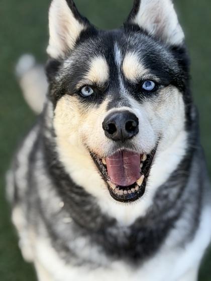 Enlarge Yue, a ADOPTABLE mixed breed in Sacramento, CA image 4/4