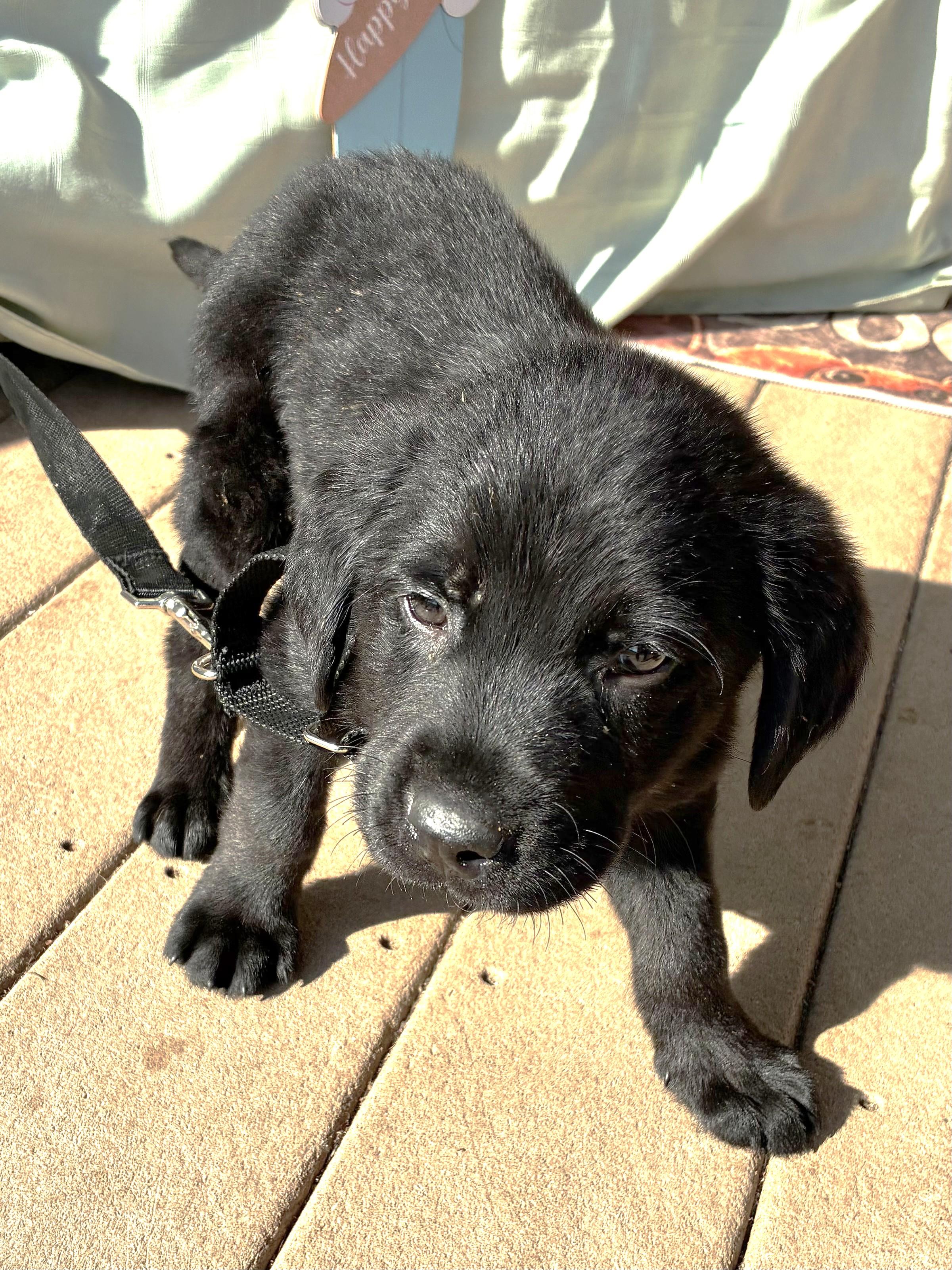 Enlarge Niftee, an adopted Flat-Coated Retriever in West Chicago, IL image 3/3