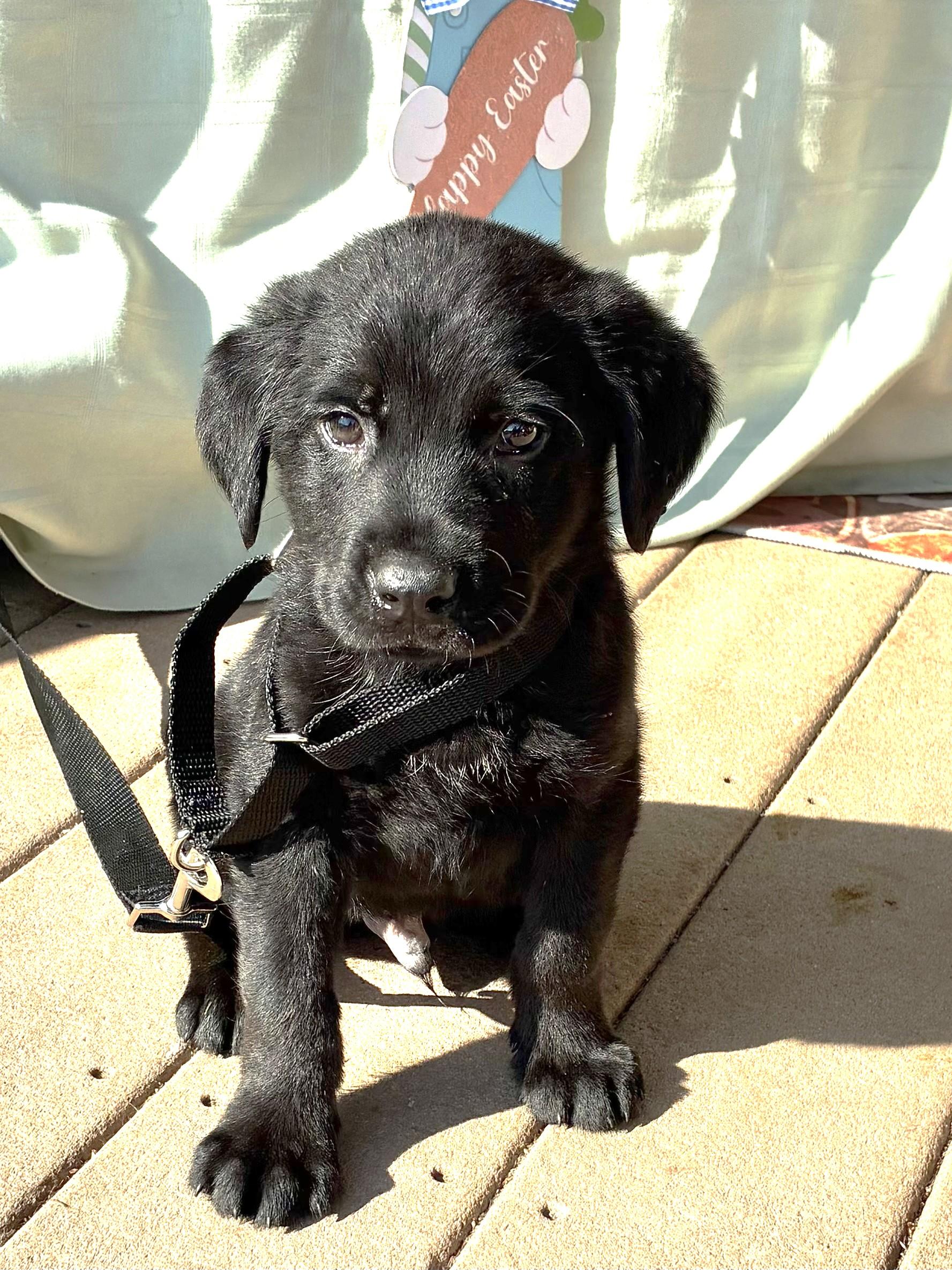 Enlarge Niftee, an adopted Flat-Coated Retriever in West Chicago, IL image 1/3