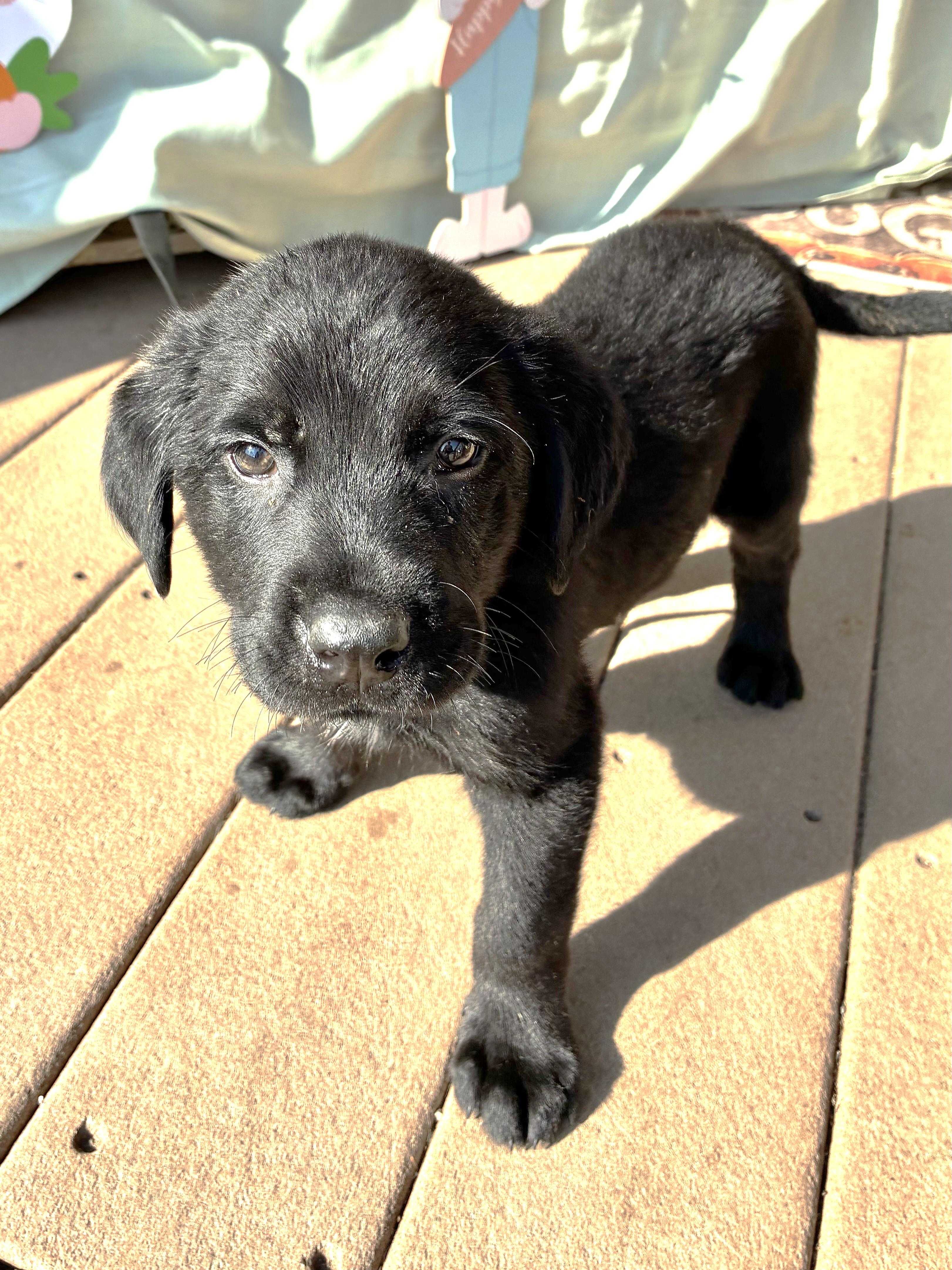 Enlarge Niftee, an adopted Flat-Coated Retriever in West Chicago, IL image 2/3