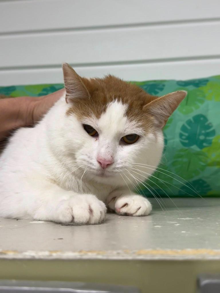 Jolly Old St Nicholas thumbnail 2