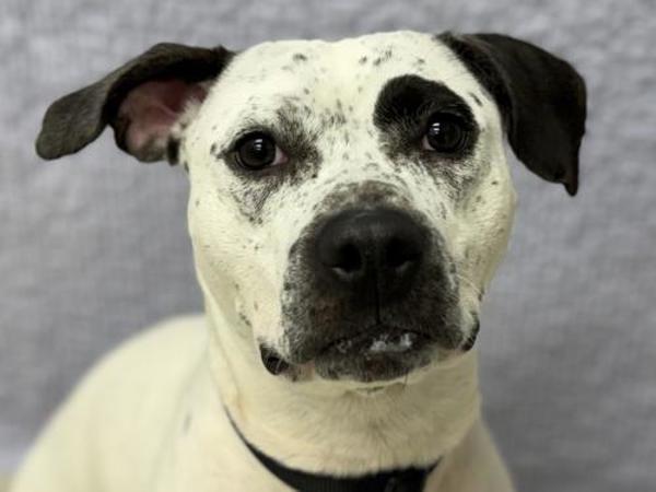 Enlarge Dippin Dots, a Adoptable mixed breed in Portland, OR image 1/1