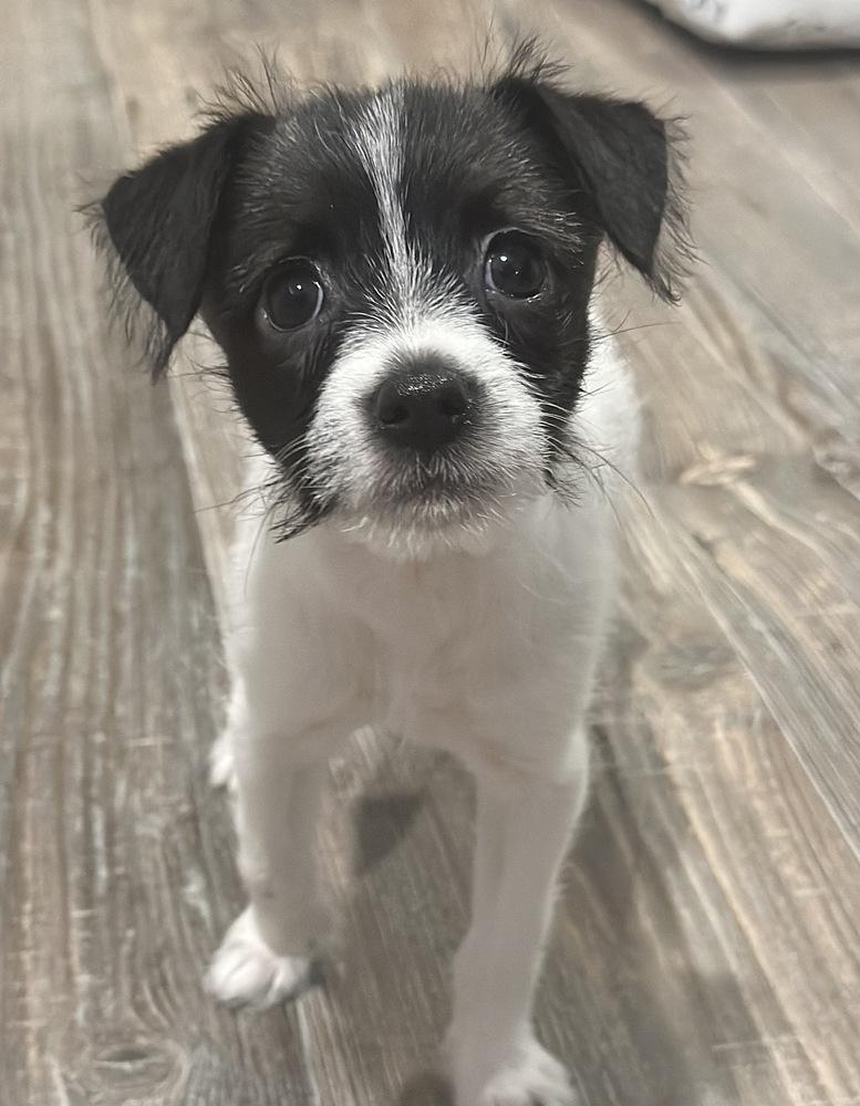 Millie Bob's Burgers