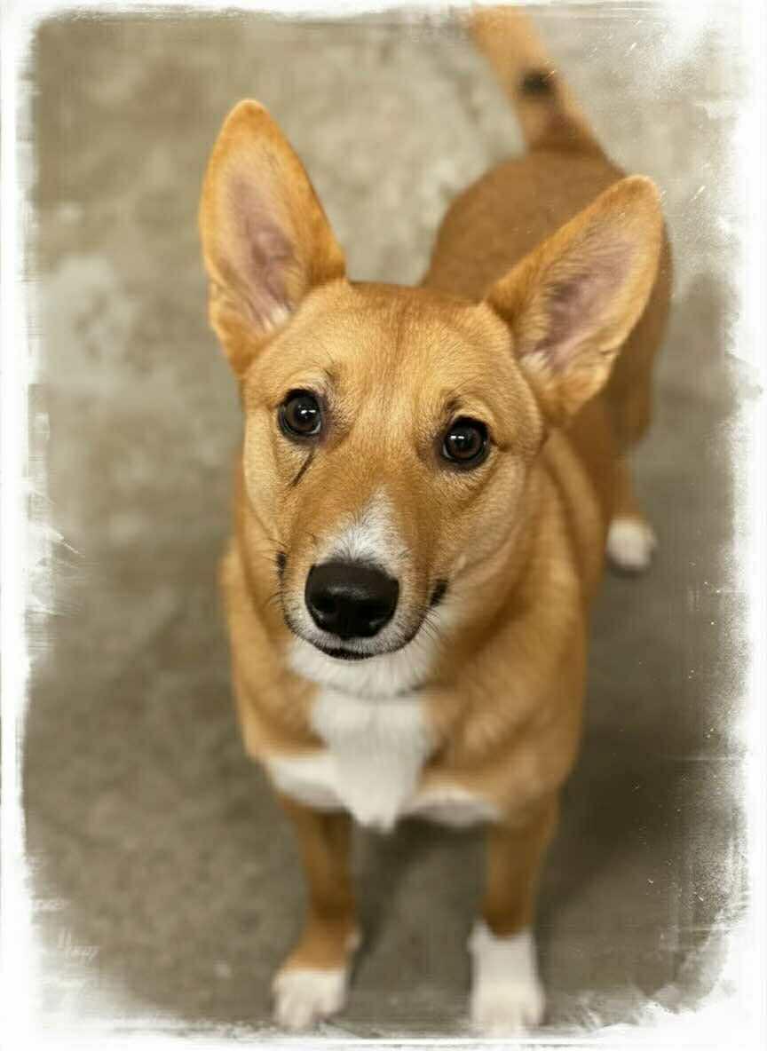 Enlarge Parker, a Adoptable mixed breed in Westwood, NJ image 1/1