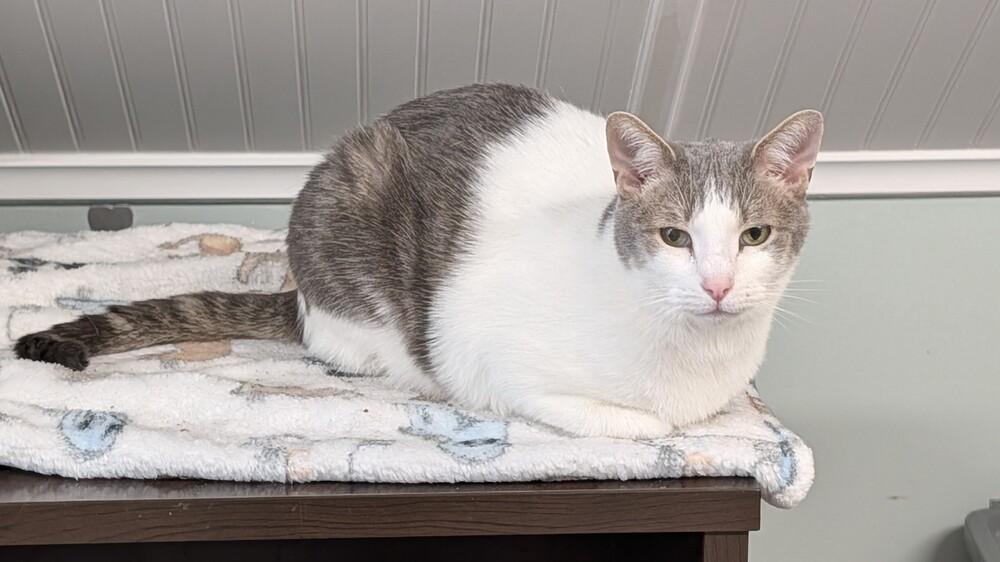 Sammy Q, Adoptable, Young Male Domestic Short Hair.