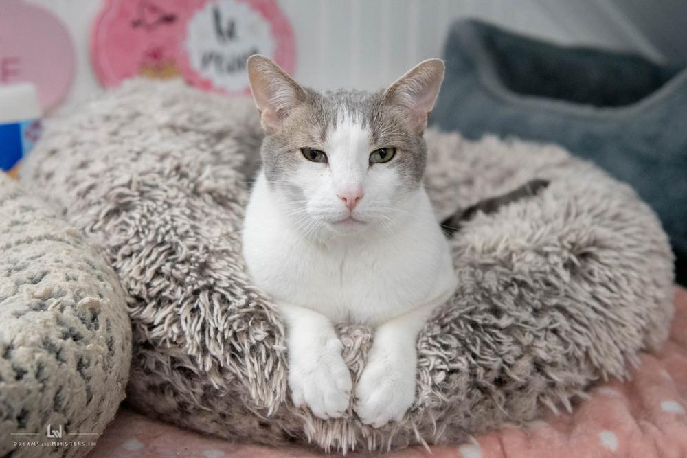 Enlarge Sammy Q, a Adoptable Domestic Short Hair in Harpers Ferry, WV image 2/6