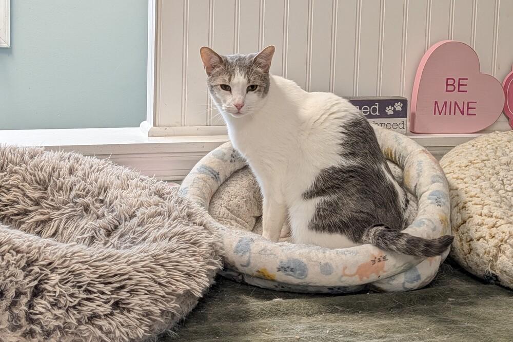 Enlarge Sammy Q, a Adoptable Domestic Short Hair in Harpers Ferry, WV image 3/6
