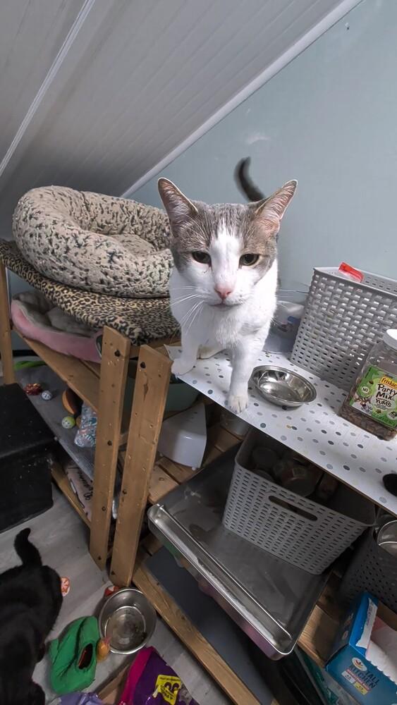 Enlarge Sammy Q, a Adoptable Domestic Short Hair in Harpers Ferry, WV image 4/6