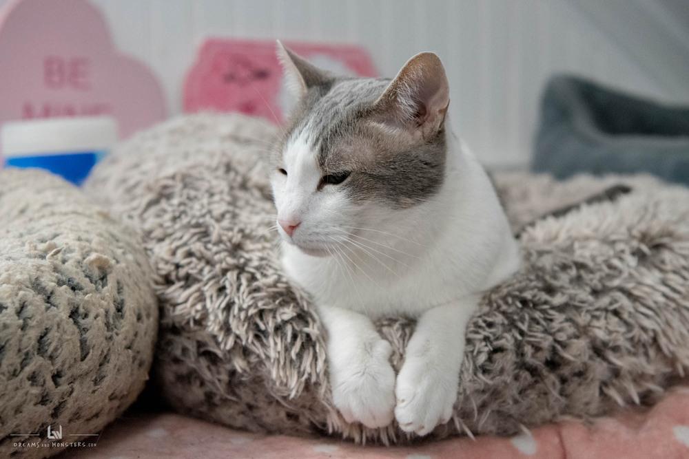 Enlarge Sammy Q, a Adoptable Domestic Short Hair in Harpers Ferry, WV image 5/6