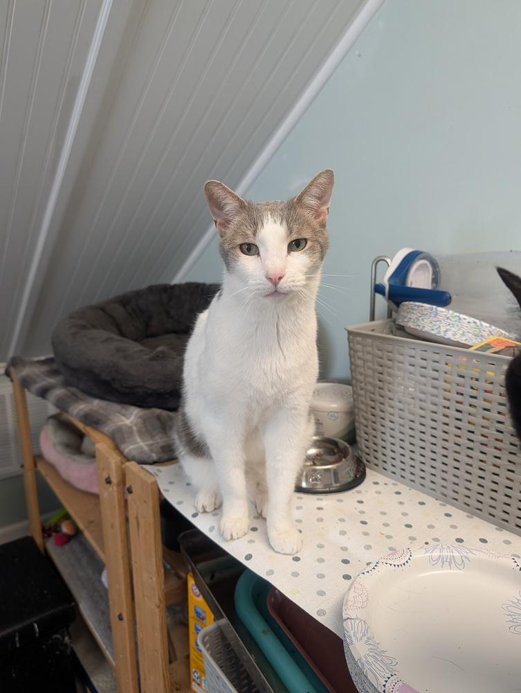 Enlarge Sammy Q, a Adoptable Domestic Short Hair in Harpers Ferry, WV image 6/6