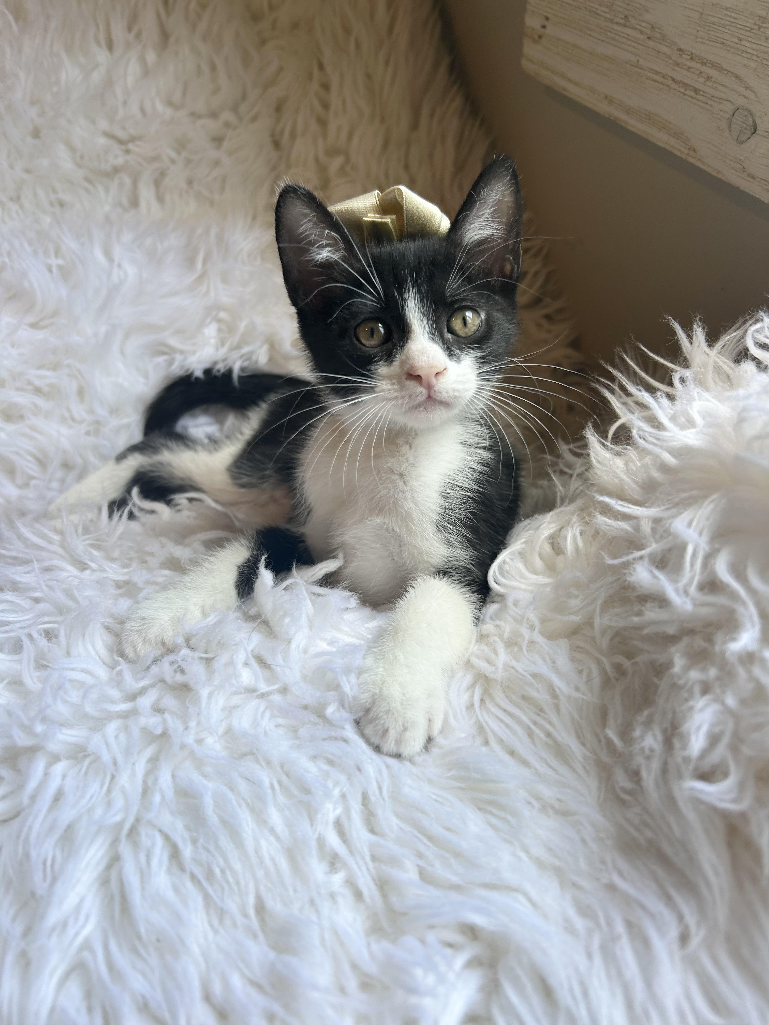 Sherlock, Baby Male Tuxedo