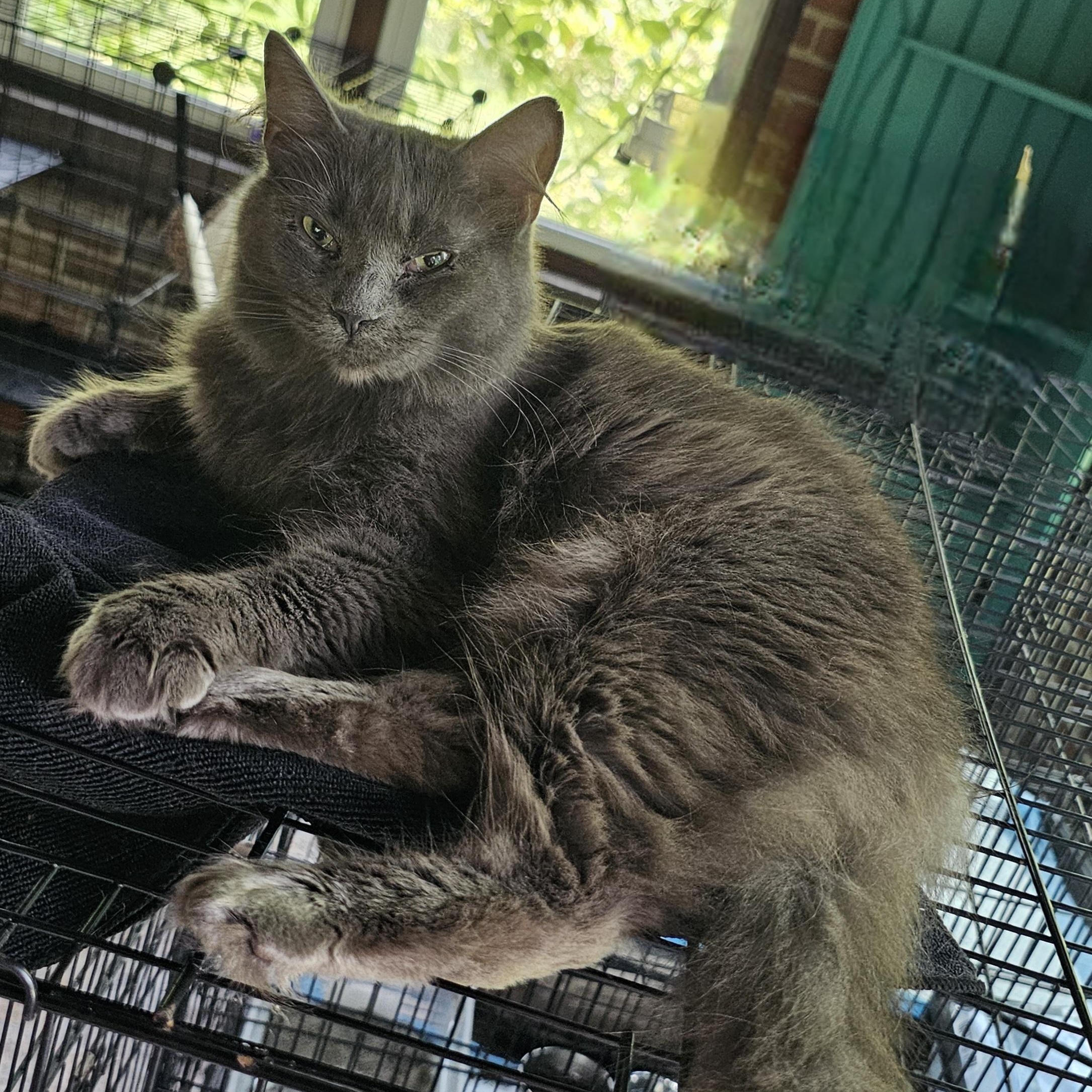 Diamond, Adoptable, Adult Female Domestic Medium Hair.